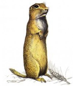 spermophilus_citellus-200x237.jpg