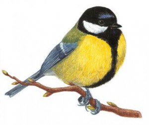 parus_major-358x300.jpg